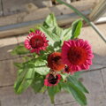 Echinacea pallida SunSeekers Red