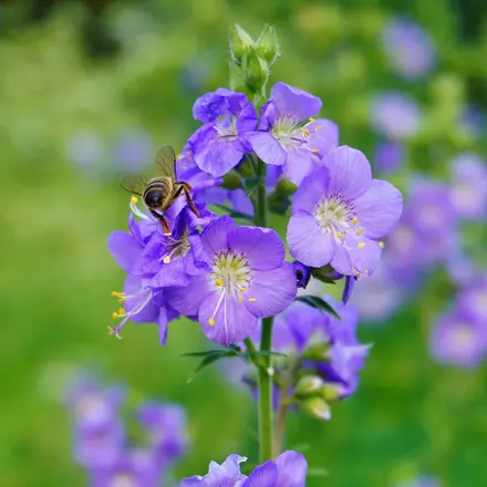 Polemonium caeruleum